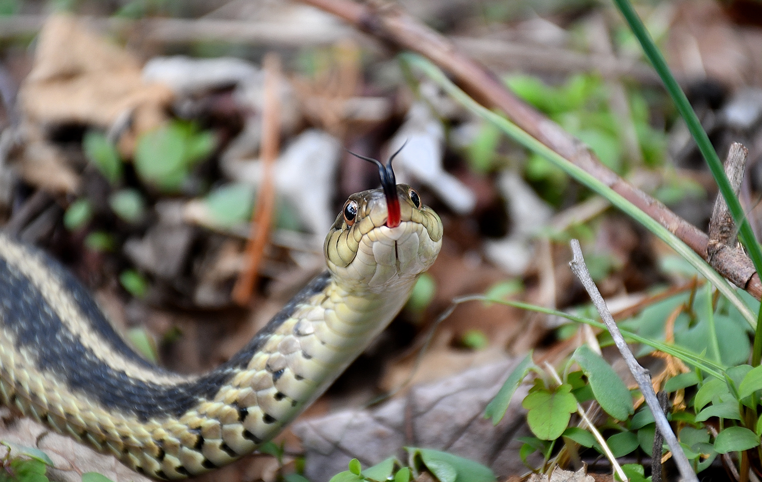 A common garter snake sniffing the air with its forked tongue.