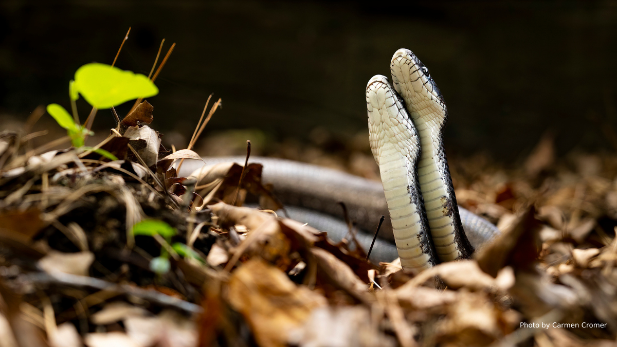 Two common garter snakes