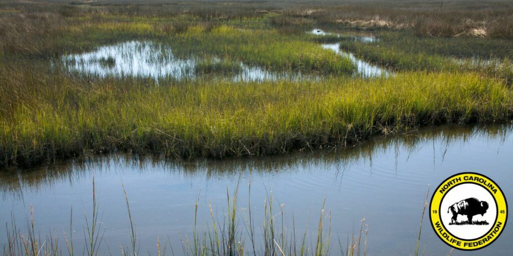Something Fishy NCWF’s Fisheries Management 2019 Year in Review
