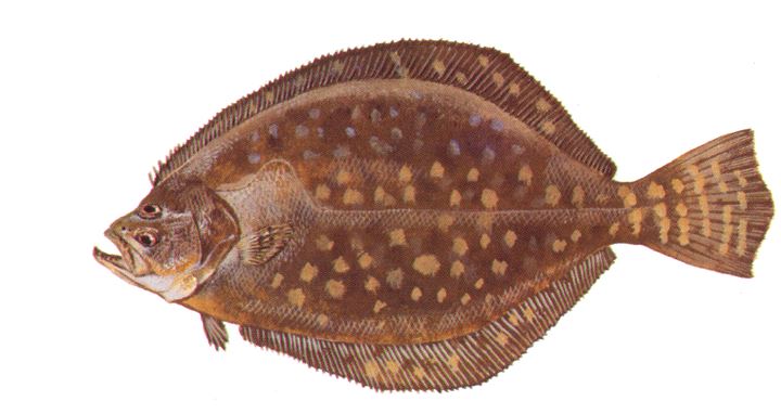 Flounder Fish