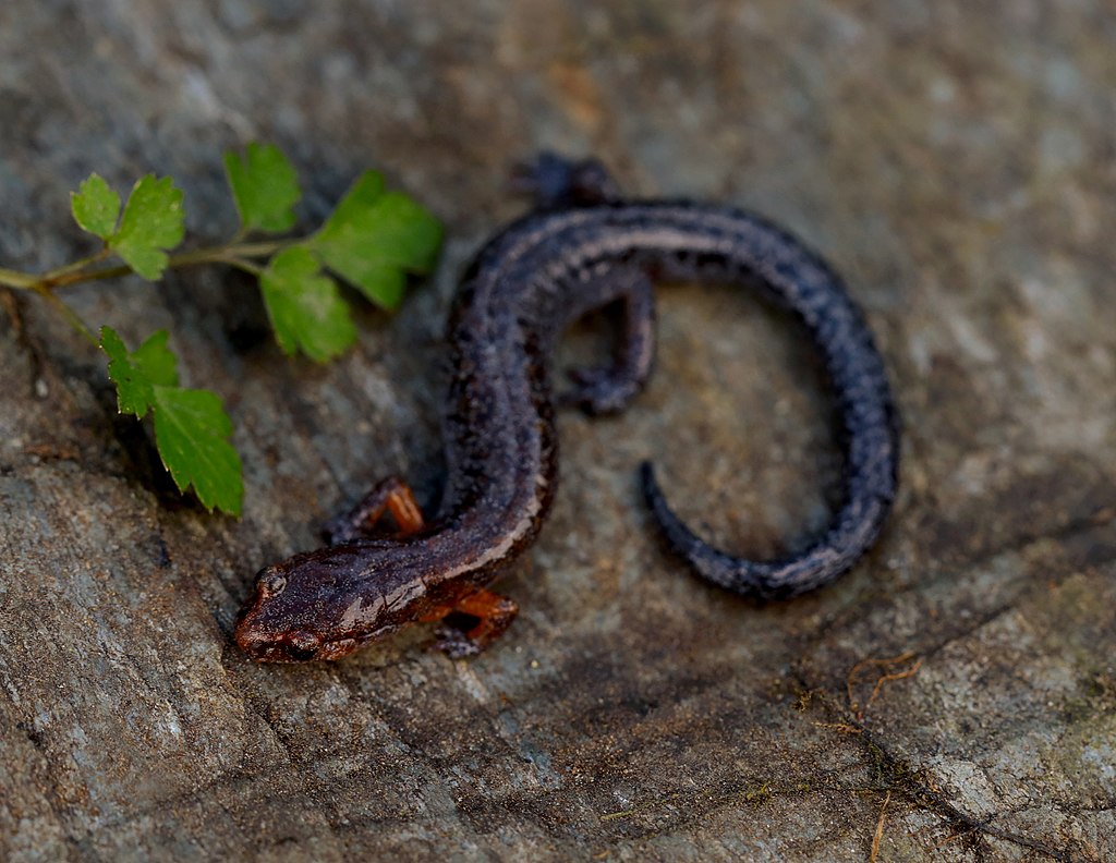 Southern_Zig-Zag_Salamander_(Plethodon_ventralis)_-_Flickr_-_2ndPeter