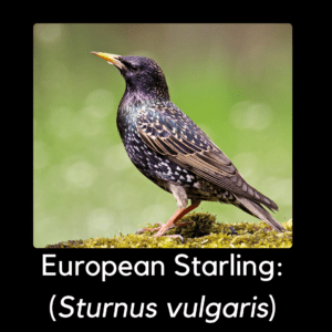 European starling - invasive north carolina bird