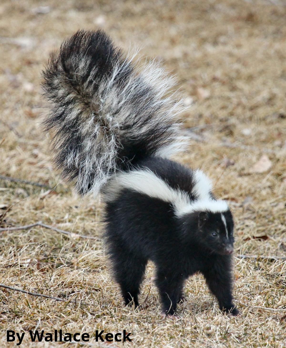 Skunks of NC: Spotted and Striped - North Carolina Wildlife Federation