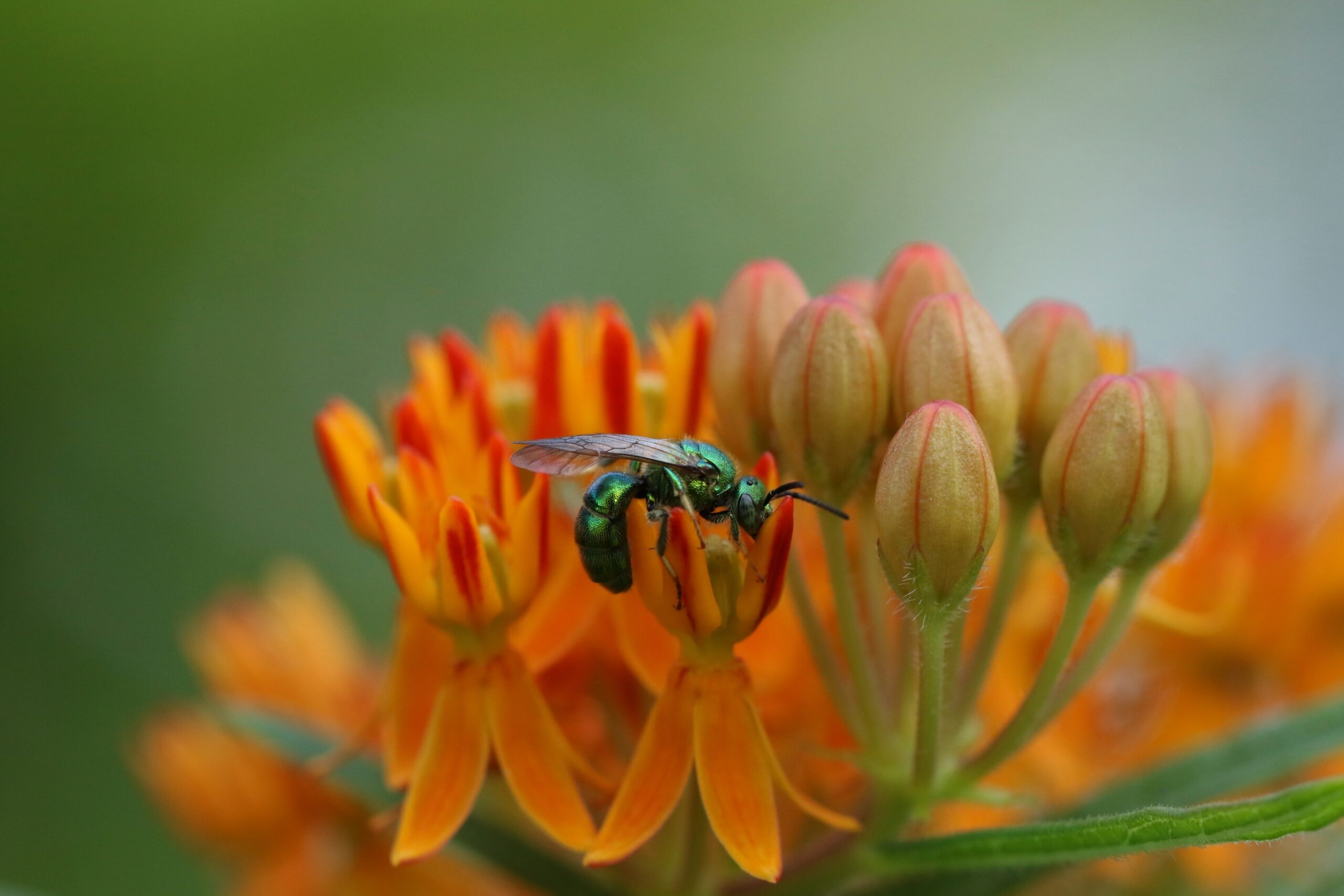 A green sweat bee foragings on butterfly weed flowers.