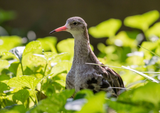A water bird walking through marsh plants.