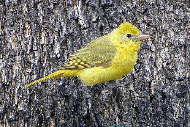 A female summer tanager clinging to a tree trunk.