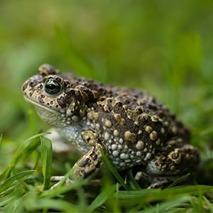 A toad sitting in grass.