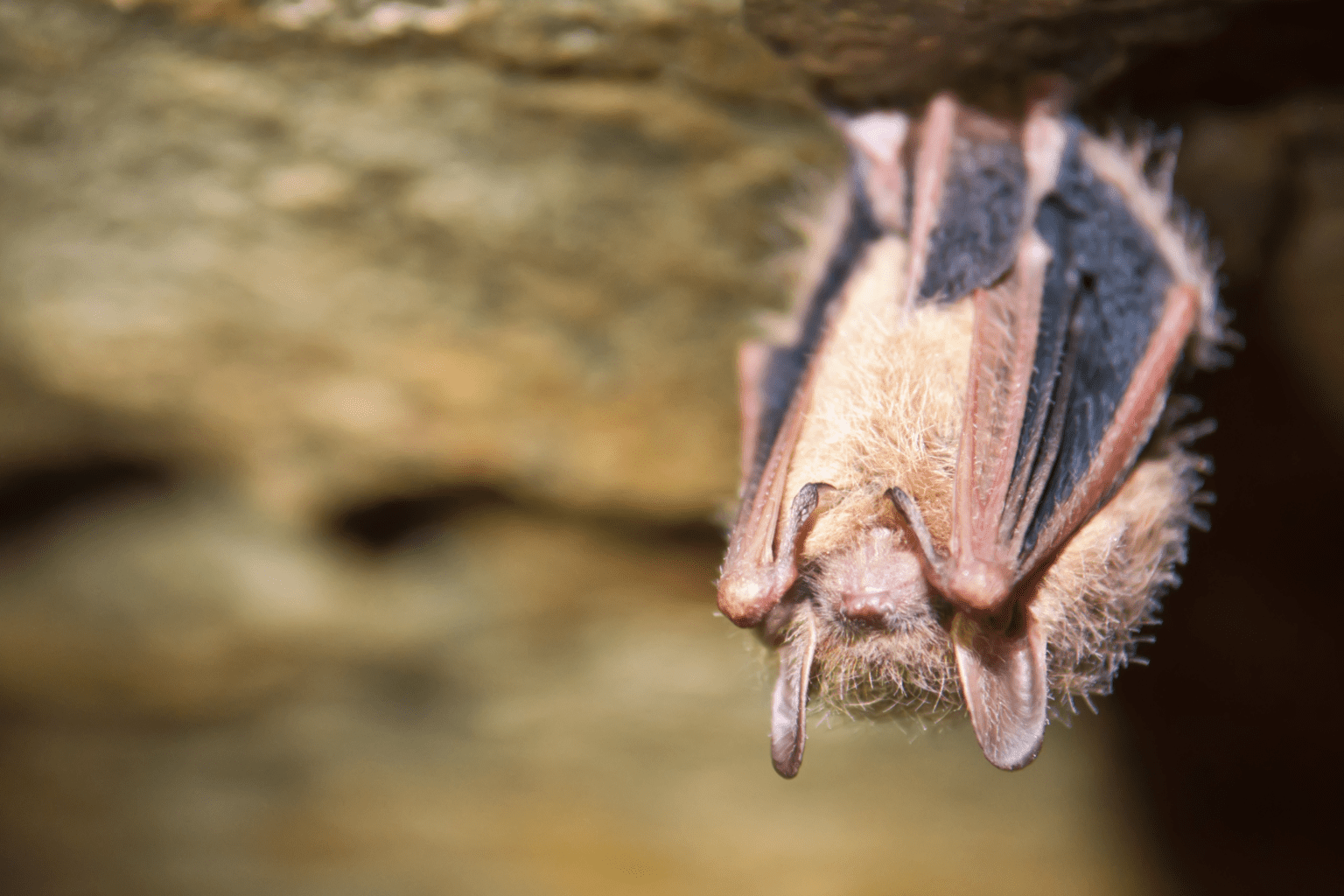 Meet Some of NC’s Most Intriguing Residents Bats North Carolina