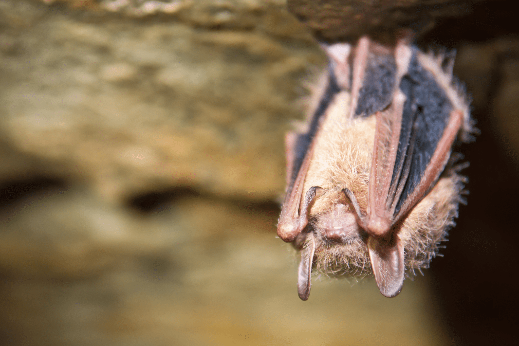 Meet Some of NC’s Most Intriguing Residents Bats North Carolina