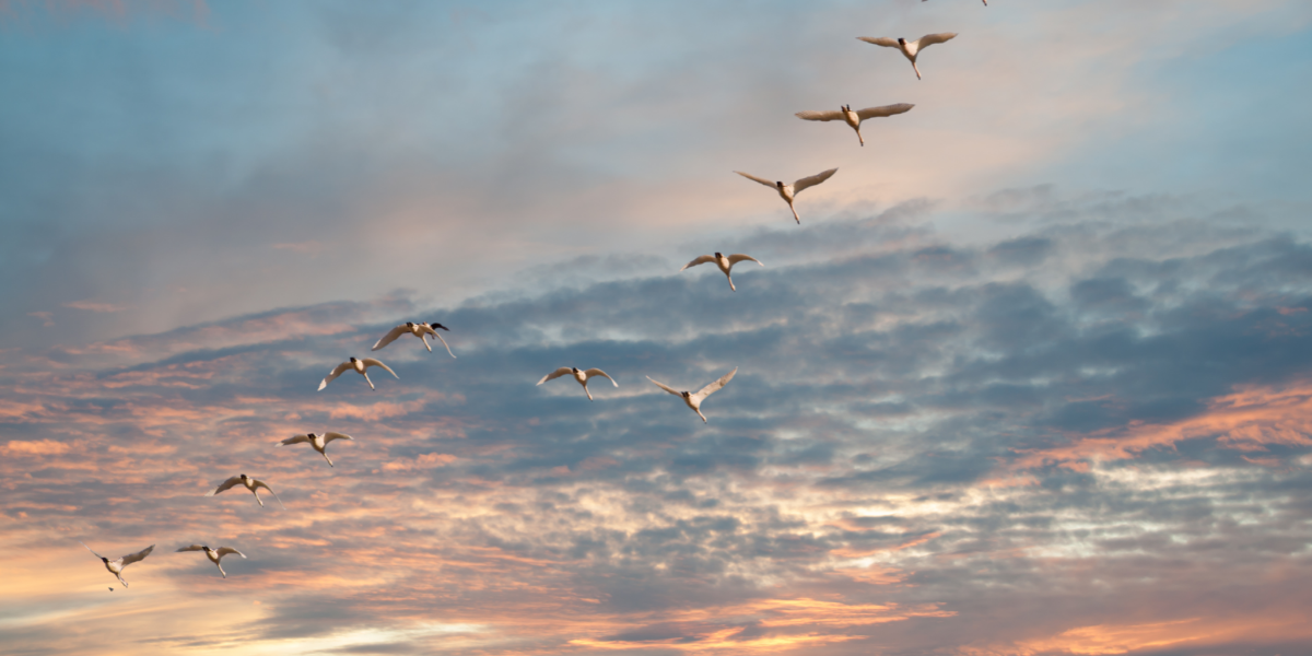 NCWF members are invited to attend a  waterfowl birdwatching adventure Jan. 12 at the Pungo Unit of Pocosin Lakes National Wildlife Refuge.