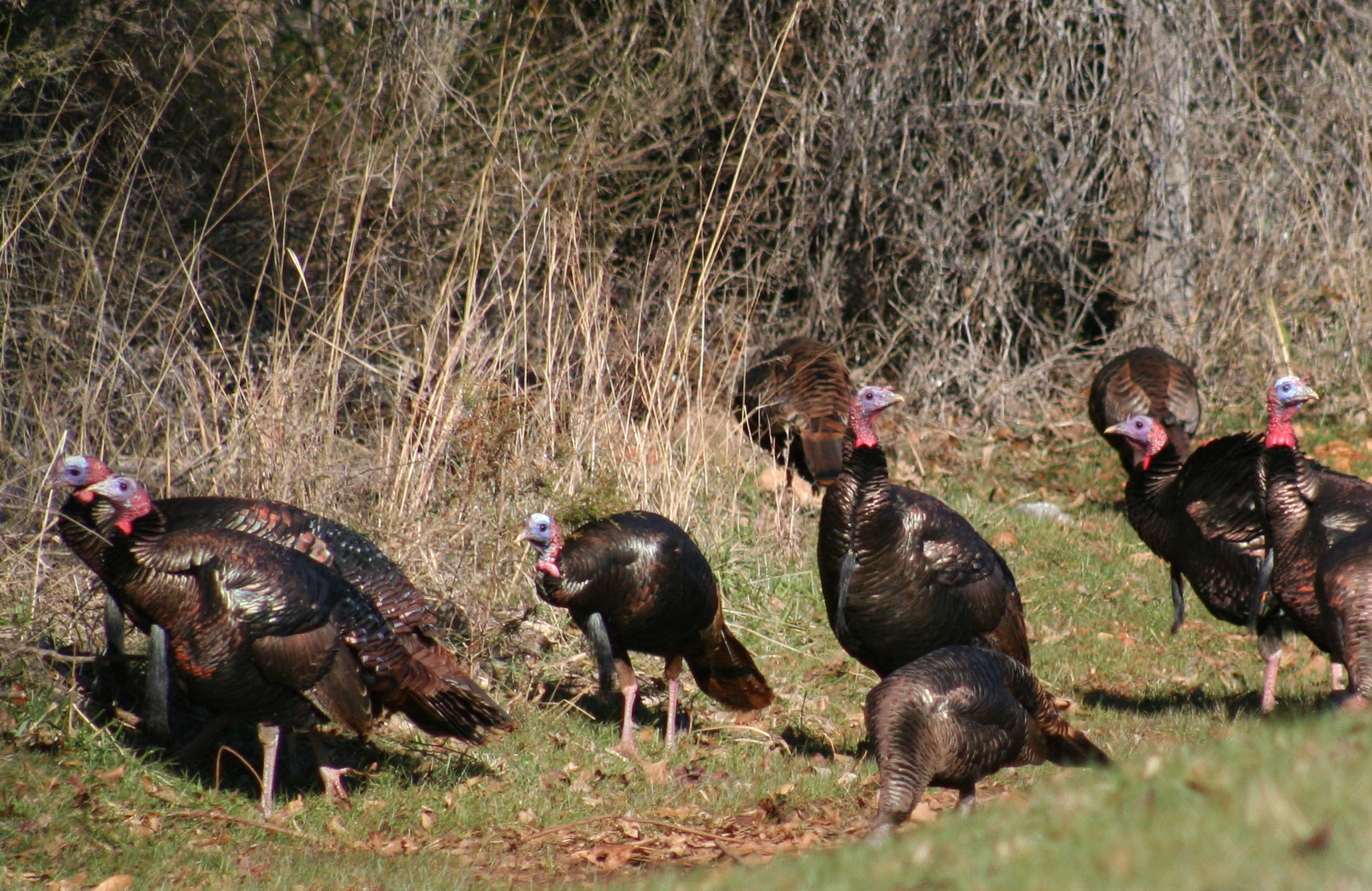 April calendar: Statewide turkey season opens April 9 (male and bearded only).