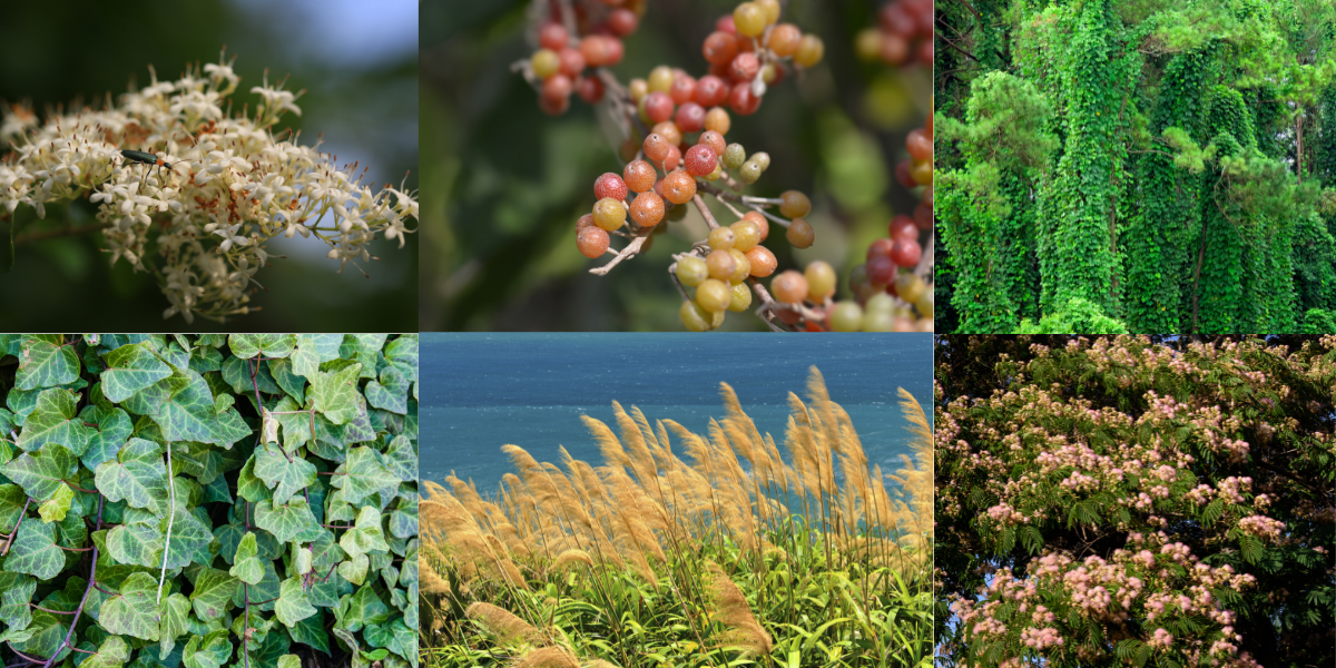 Just a few of the many NC invasive plant species - from upper left clockwise: Chinese privet, autumn olive, kudzu, english ivy, common reed, mimosa.