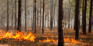 prescribed fire working through a pine forest