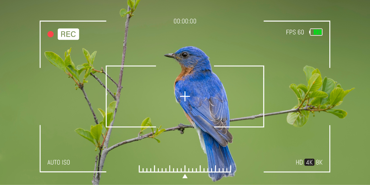 Western Bluebird Identification, All About Birds, Cornell Lab of Ornithology