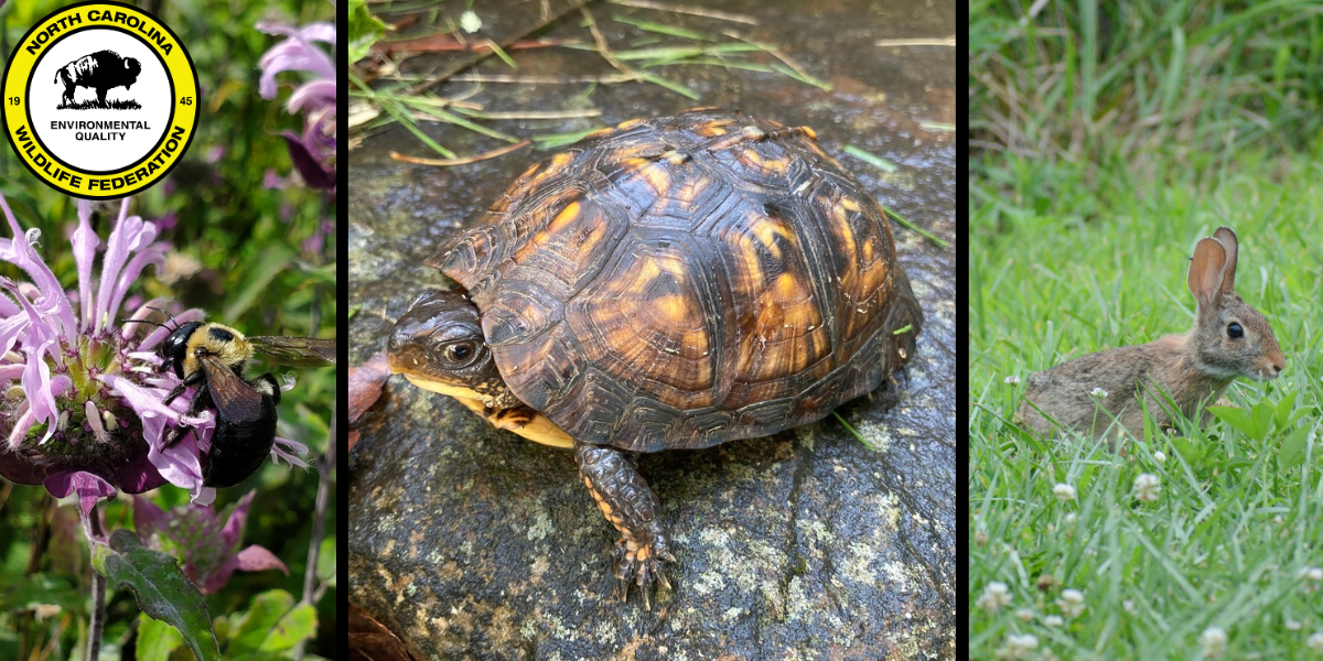 Photos from bioblitz participants! From left to right: Eastern carpenter bee (willkuhn), Eastern box turtle (emlostanley), Eastern cottontail (ammakaminskey)