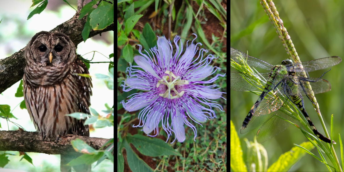 Bioblitz Participant Photo Credits: Barred Owl (mycocarolina), Golden Silk Spider (the_kat_lady), Purple Passionflower (mwhalen1975).