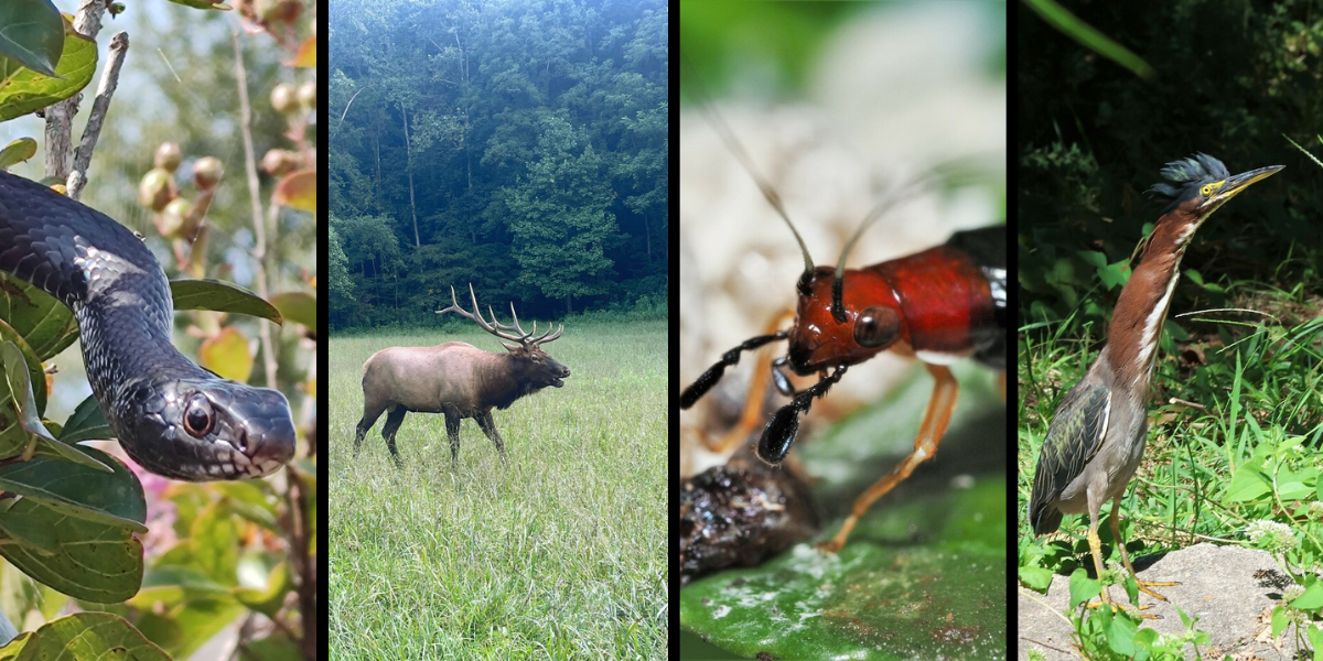 iNaturalist Bioblitz Update Photo Credits: Green Heron (ronvanepps), Eastern Racer (tac_squatch), Yonahlossee Salamander (taroman), Red-Headed Bush Cricket (denisewill), Eastern Redcedar (ca_photo_hobbyist), Elk (emma_holtsclaw)