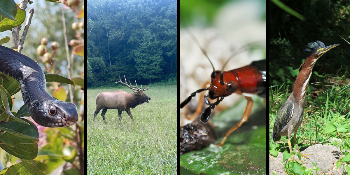 Photo Credits: Green Heron (ronvanepps), Eastern Racer (tac_squatch), Yonahlossee Salamander (taroman), Red-Headed Bush Cricket (denisewill), Eastern Redcedar (ca_photo_hobbyist), Elk (emma_holtsclaw) 