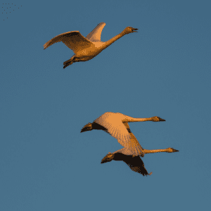 Tundra swans are a wintering wildlife species that utilizes migration