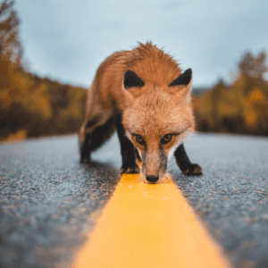 fox on the road