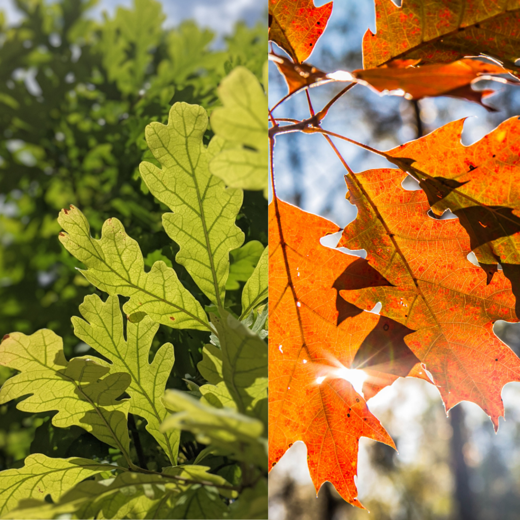 Backyard Basics - How to Identify Native Trees in Your Backyard - North ...