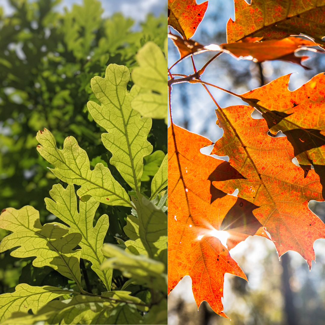 Oak leaf collage