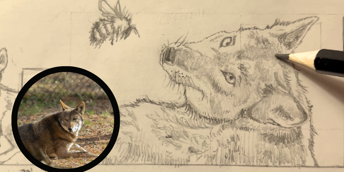 The Good of the Hive's artist Matt Willey's concept drawing for upcoming red wolf mural