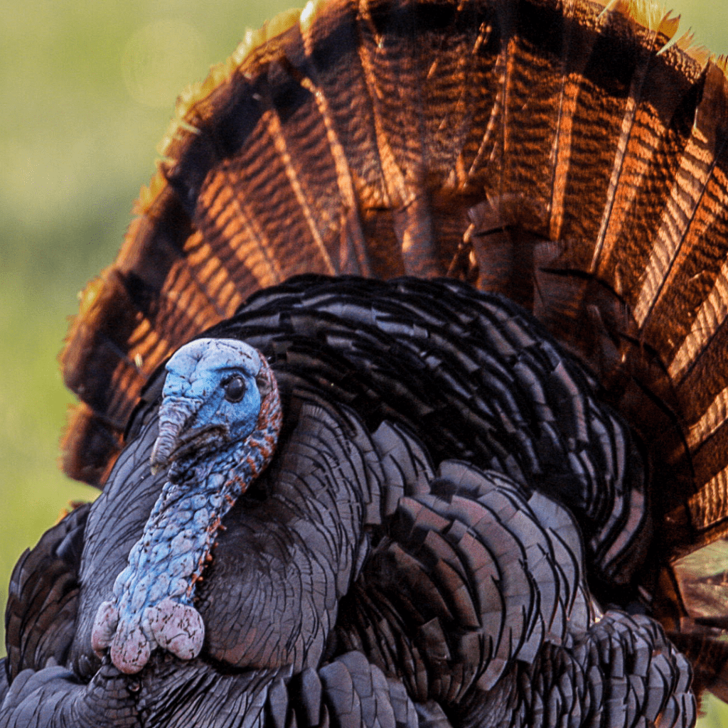 Eastern Wild Turkeys Another North Carolina Conservation Success Story