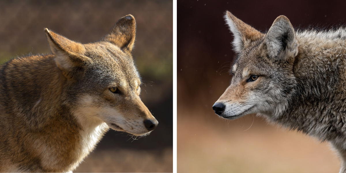 Red wolf (left) and coyote (right)