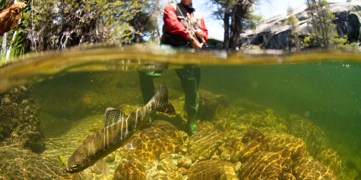 Delayed Harvest Trout Waters Open Oct. 1 - N.C. Wildlife Resources  Commission