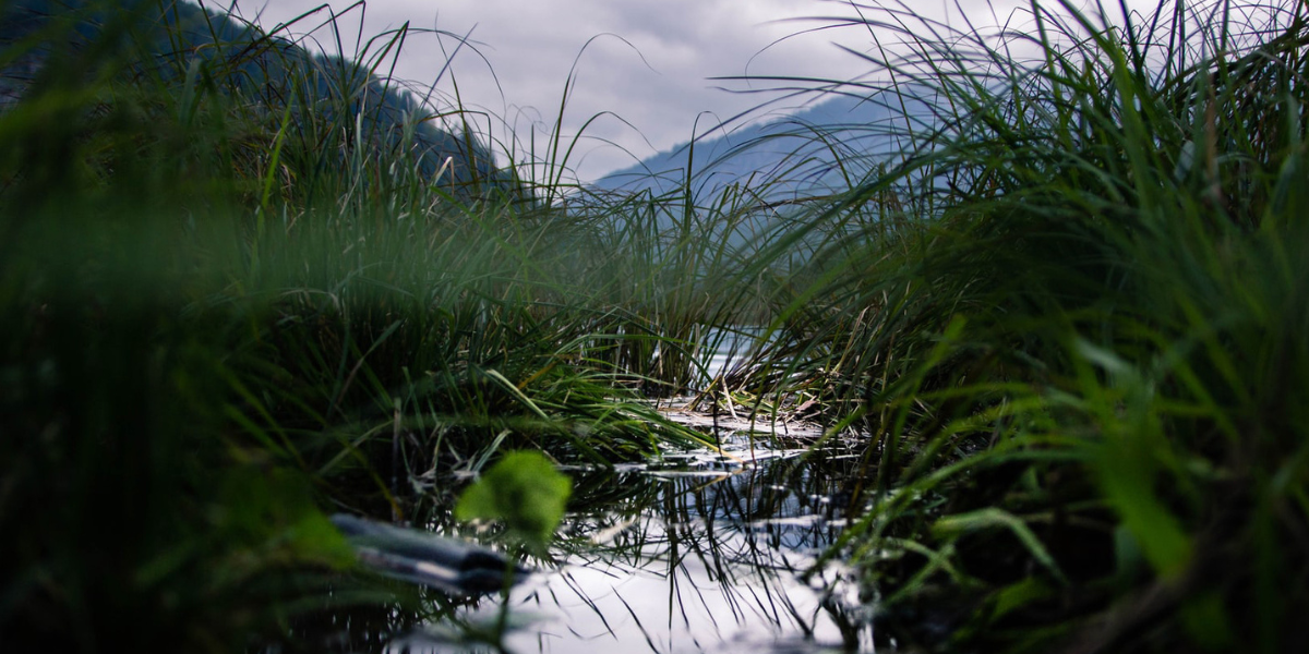 North Carolina's Wonderful Wetlands – Rooted in Plants - North Carolina  Native Plant Society