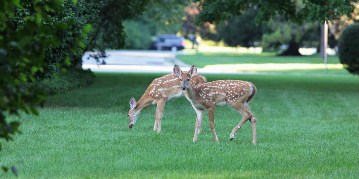 Urban Deer