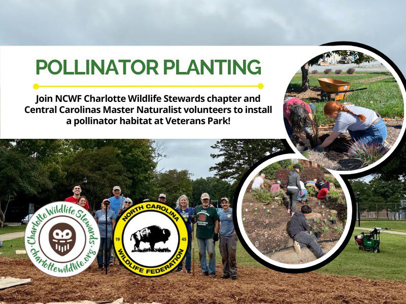 VeteransParkPollinatorPlanting