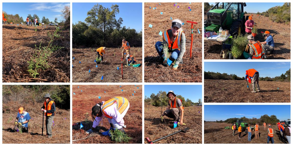 November 22, Atlantic White Cedar Tree Planting: In partnership with Apex Clean Energy and Pocosin Lakes National Wildlife Refuge, NCWF and NCWF Wildlife Habitat Stewards of Northeastern NC teamed up for this large-scale Atlantic white cedar habitat restoration project! Earlier in November, over 30,000 seedlings were planted by contractors, and on the 22nd, volunteers from across the Albemarle-Pamlico peninsula came together to plant over 350 seedlings by hand in an afternoon of community and grassroots conservation