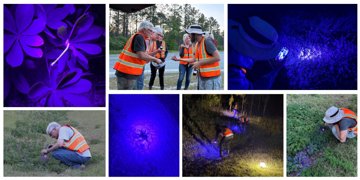 May 16, Frosted Elfin Caterpillar Survey: NCWF Wildlife Habitat Stewards of Northeastern NC went out to Chowan Swamp Game Land to continue their support for frosted elfin monitoring efforts, but this time, they went out in search of bioluminescent elfin caterpillars. Black lights in hand, volunteers scanned the tops of the sundial lupine flowers, where the caterpillars are most often observed feeding, with hopes of seeing a glowing caterpillar on their host plant. No frosted elfin caterpillars were spotted, but volunteers enjoyed the evening sounds of birdsong from species like Eastern whip-poor-wills, summer tanagers, and Chuck-will ’s-widow–North America’s largest nightjar, that breeds in North Carolina’s coastal and piedmont oak and pine woodlands. 