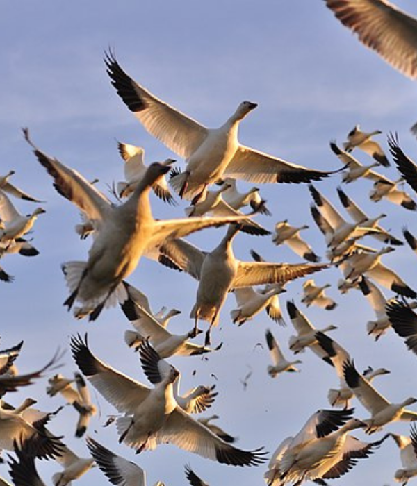 snow geese in flight migrating