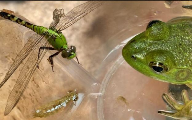 A dragonfly, frog and pond insect sit on a glass dish