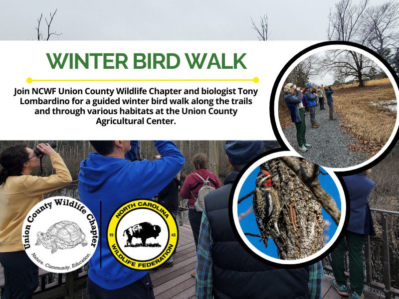 WinterBirdWalk