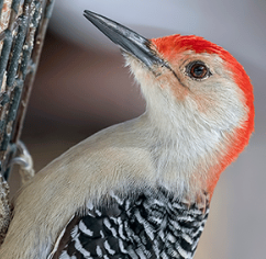 A redheaded woodpecker perching on a suet block feeder.