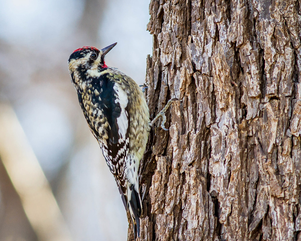 A yellow-bellied sapsucker clings to a tree.