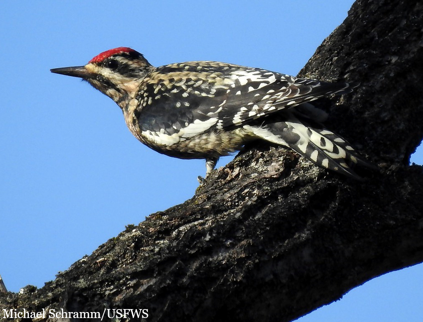 Yellow-bellied sapsucker