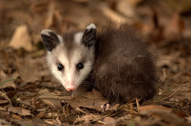 A young opossum.