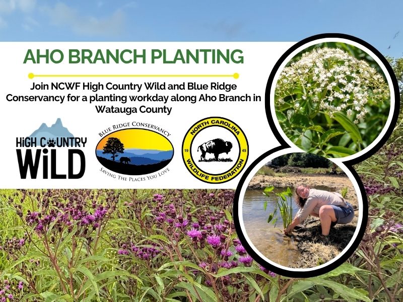 ahobranch
