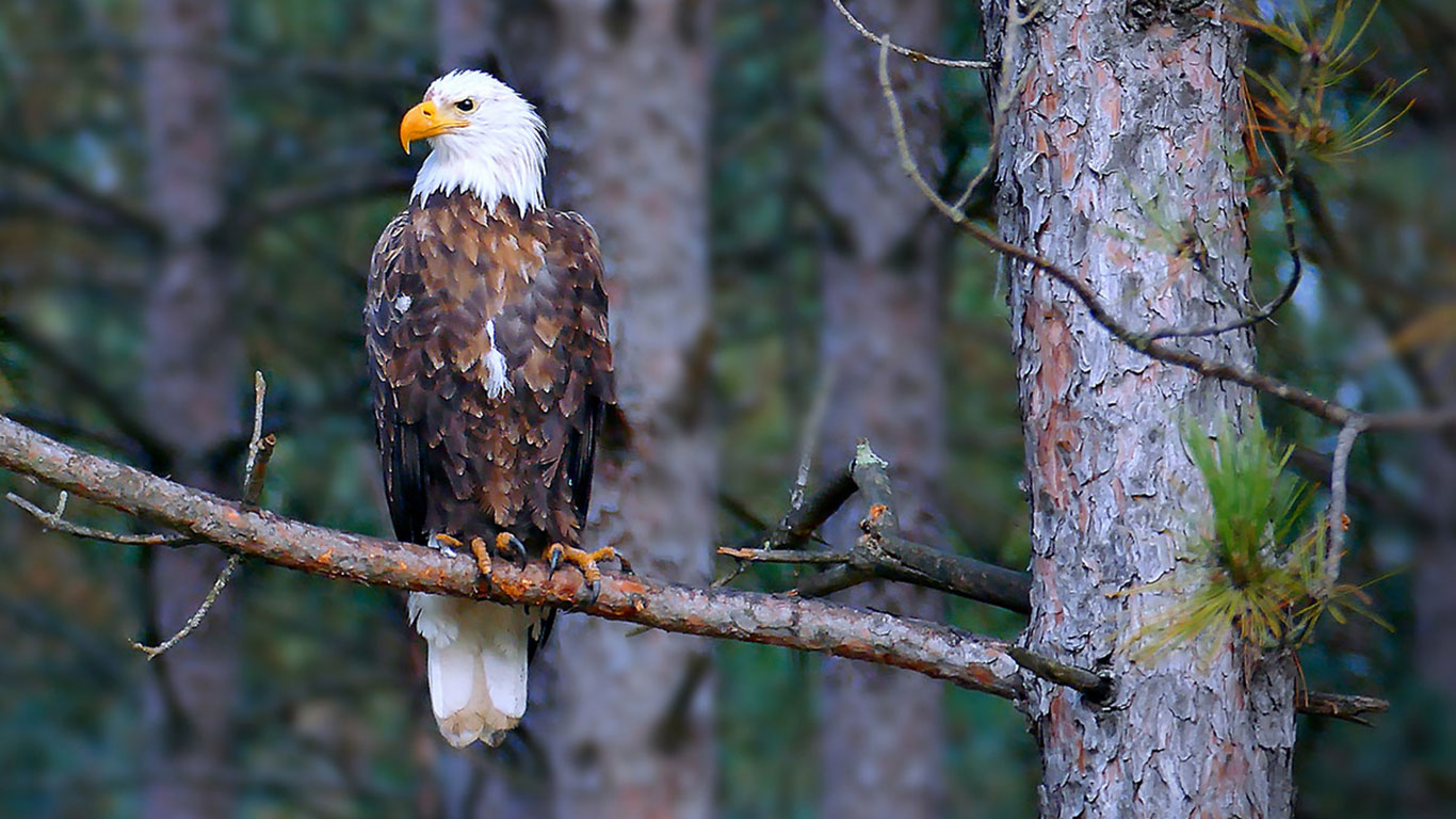 America's Top 10 Federal Conservation Laws for the Protection, Preservation and Enhancement of Wildlife and Wild Places