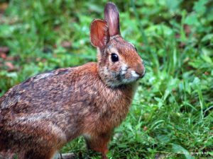 Appalachian cottontail rabbit
