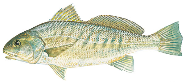 Atlantic croaker