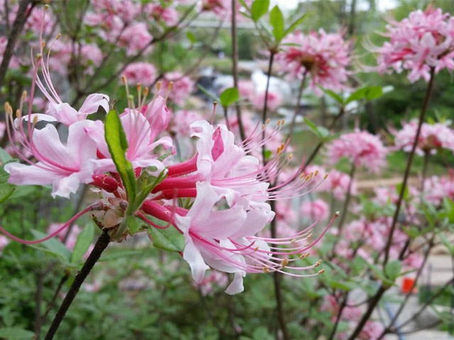 Azalea, Rhododendron Canescens