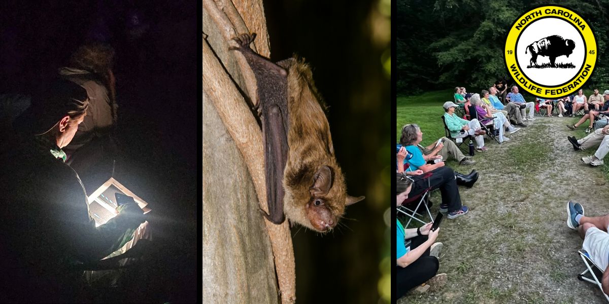 bat survey bat survey