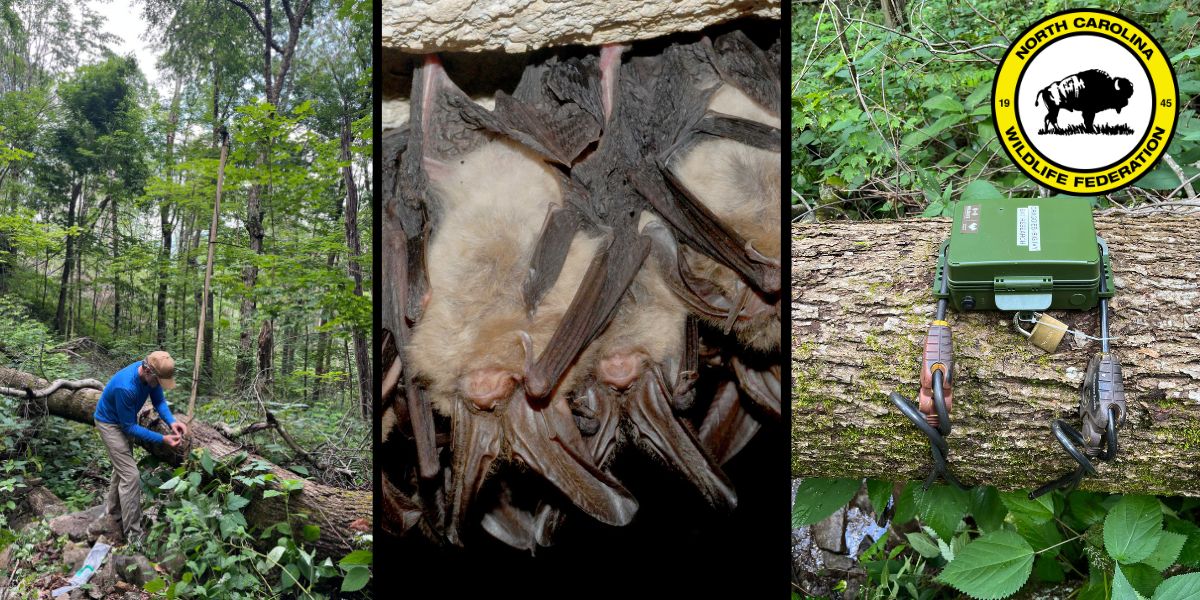 bats bats