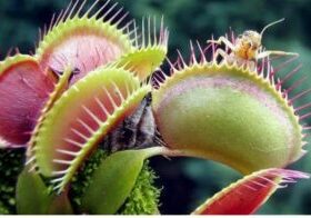 Venus flytrap eating a cricket
